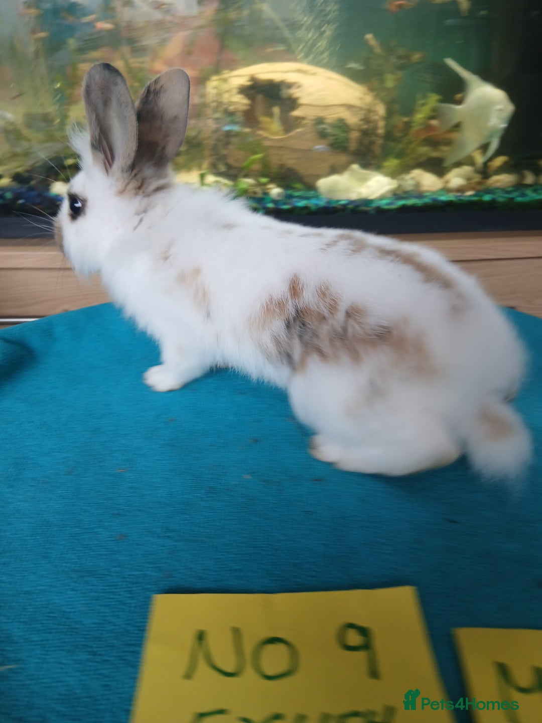 English rabbits for sale: Rabbits for sale , various sexes avaliable  - Image 24