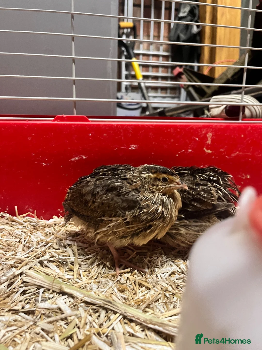 Quail poultry for sale: 3 male quail  in Houghton le Spring - Advert 2