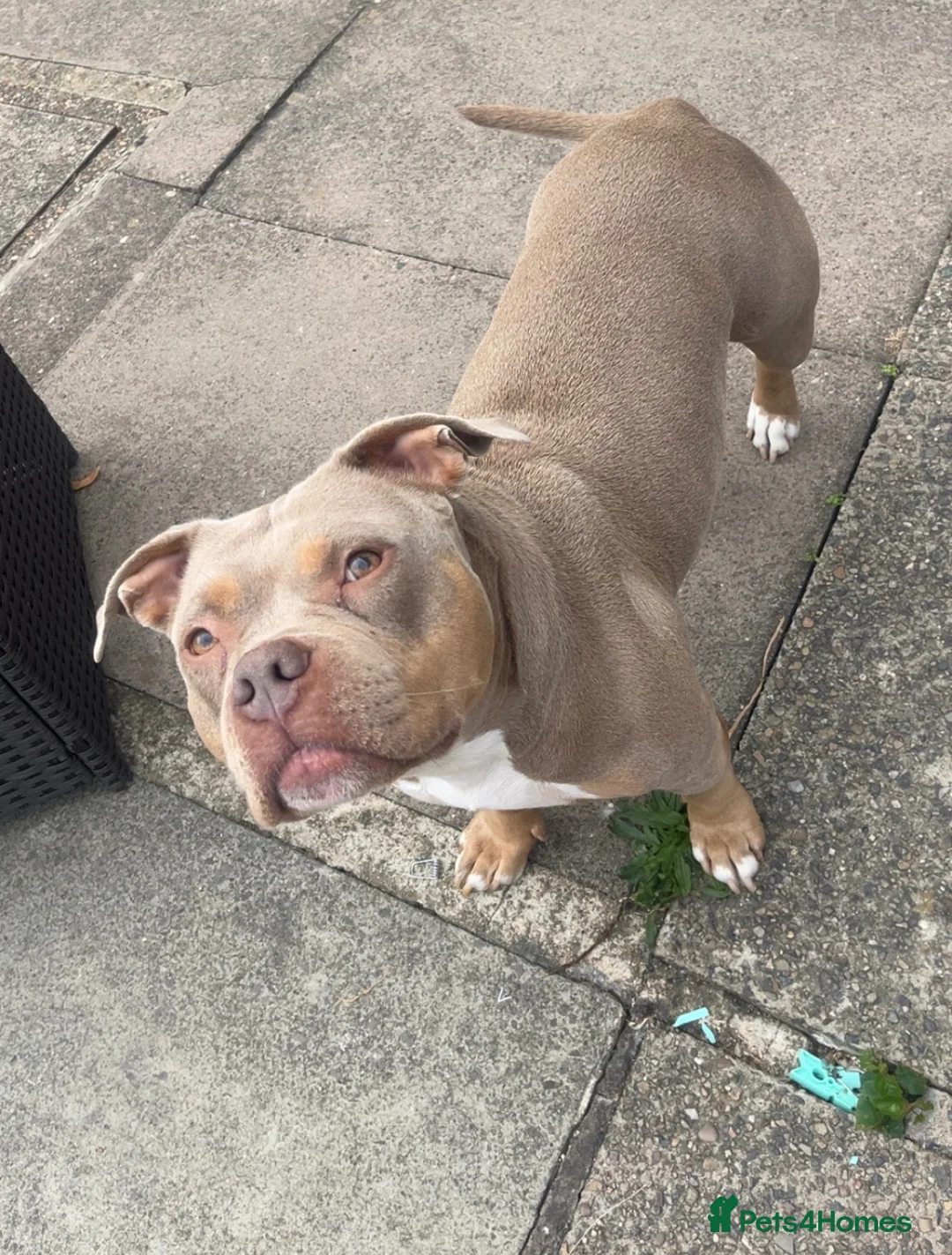 Mixed Breed dogs for sale: Narla - Free Pocket Bully - READ DESCRIPTION - Advert 3