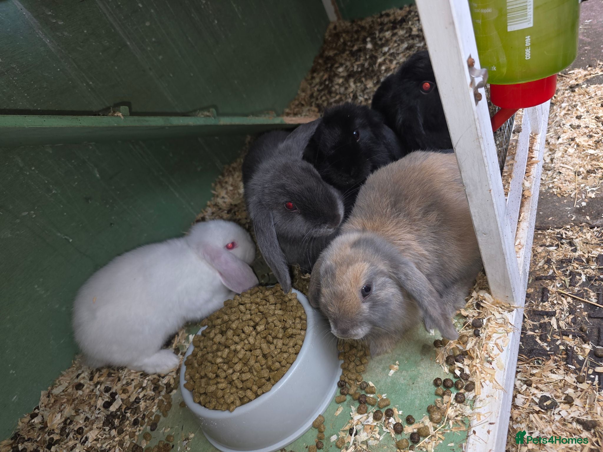 Mini Lop rabbits Mini loop - Advert 2