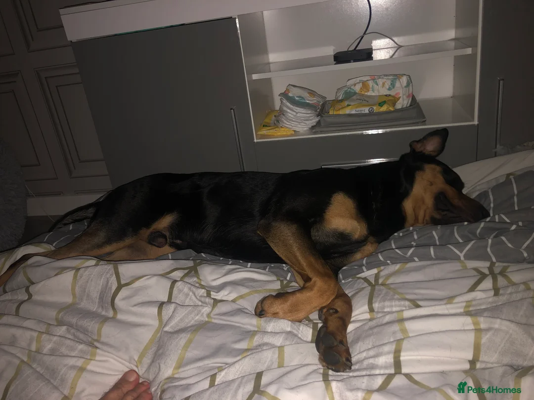 Mixed Breed dogs for sale: 2 year old male German shepherd cross Rottweiler  - Advert 9
