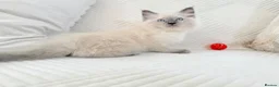 Ragdoll cats for sale: Blue Point Ragdoll Kittens 3 boys left  - Advert 3