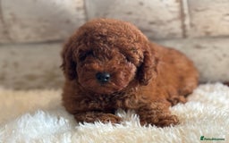Toy Poodle dogs for sale: Kc reg extremely Heath tested  - Image 15
