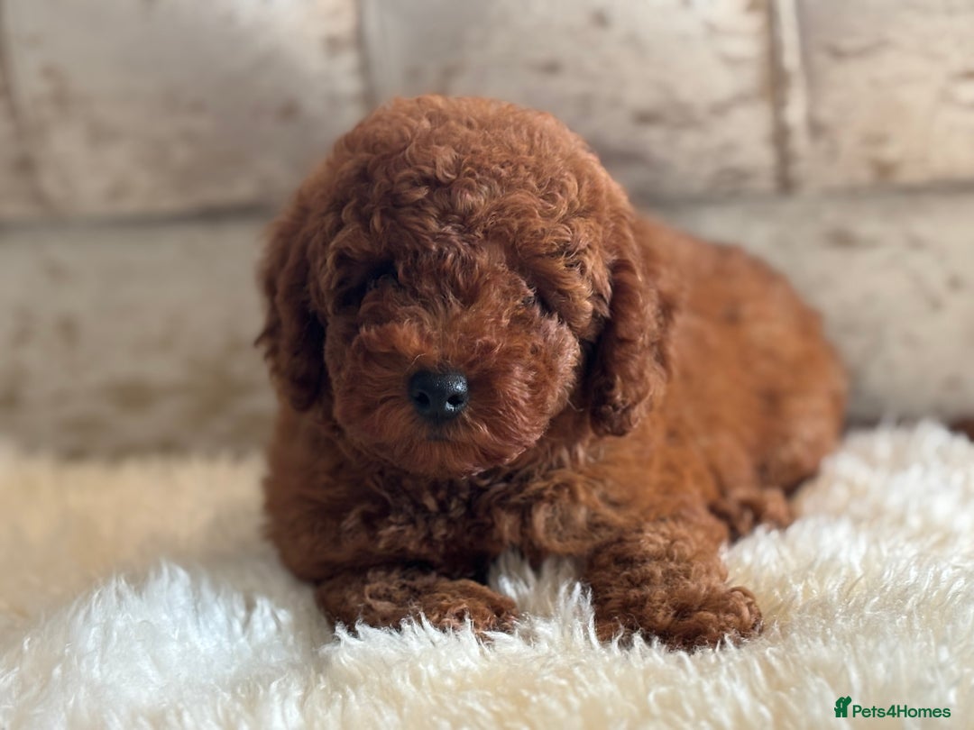 Toy Poodle dogs for sale: Kc reg extremely Heath tested  - Image 15