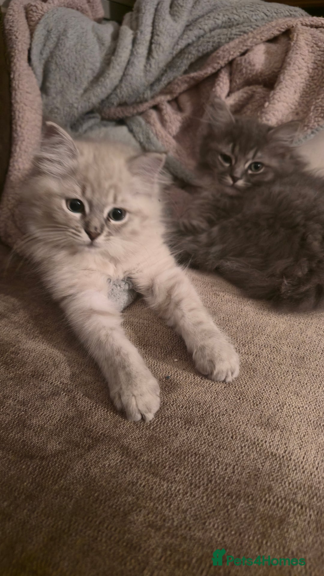 Ragdoll cats for sale: Adorable Ragdoll cross Scottish Straight - Advert 26