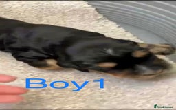 Cocker Spaniel dogs for sale: Kc show extensive health tests beautiful colours - Image 16