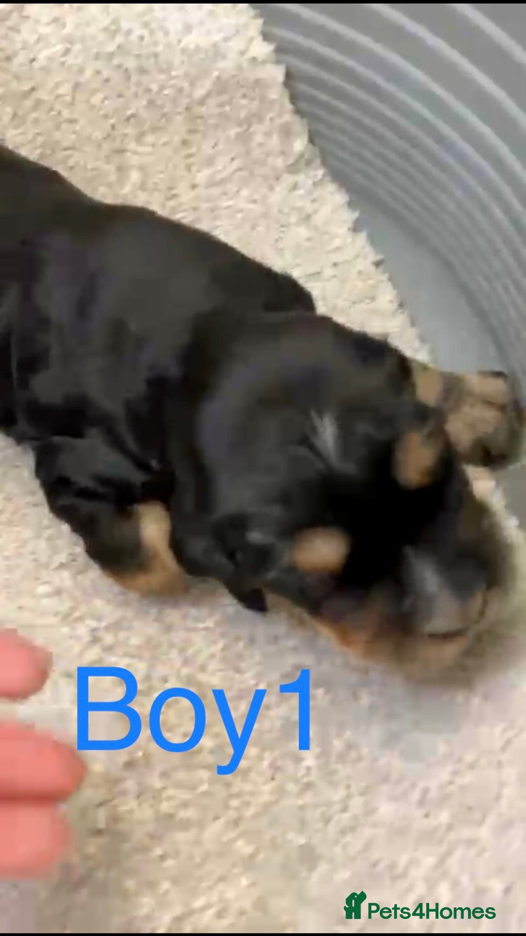 Cocker Spaniel dogs for sale: Kc show extensive health tests beautiful colours - Image 16