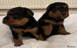 Welsh Terrier dogs for sale: Stunning Health Tested KC Reg Welshie Puppies - Advert 25