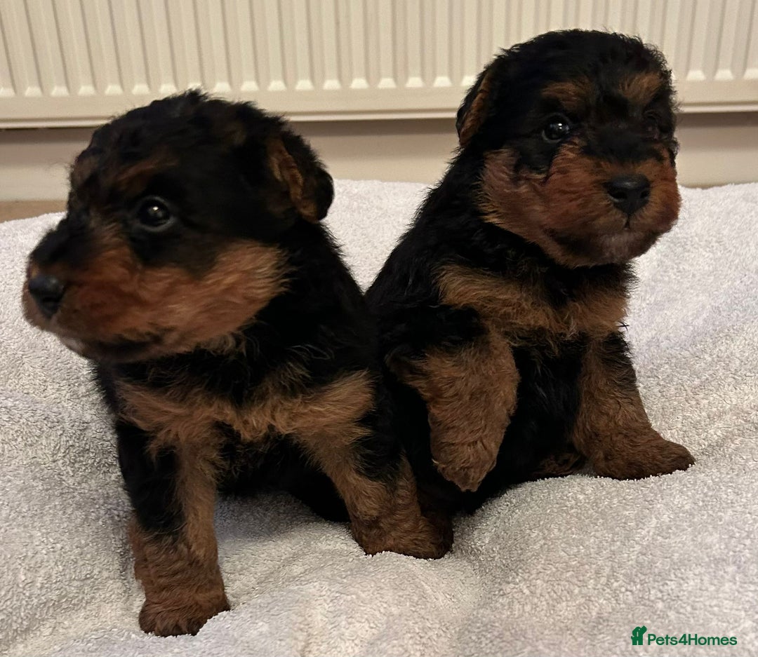 Welsh Terrier dogs for sale: Stunning Health Tested KC Reg Welshie Puppies - Advert 25