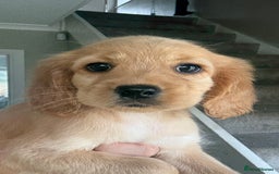 Cockapoo dogs for sale: F2 cockapoo puppies 🐶 ❤️ - Image 11