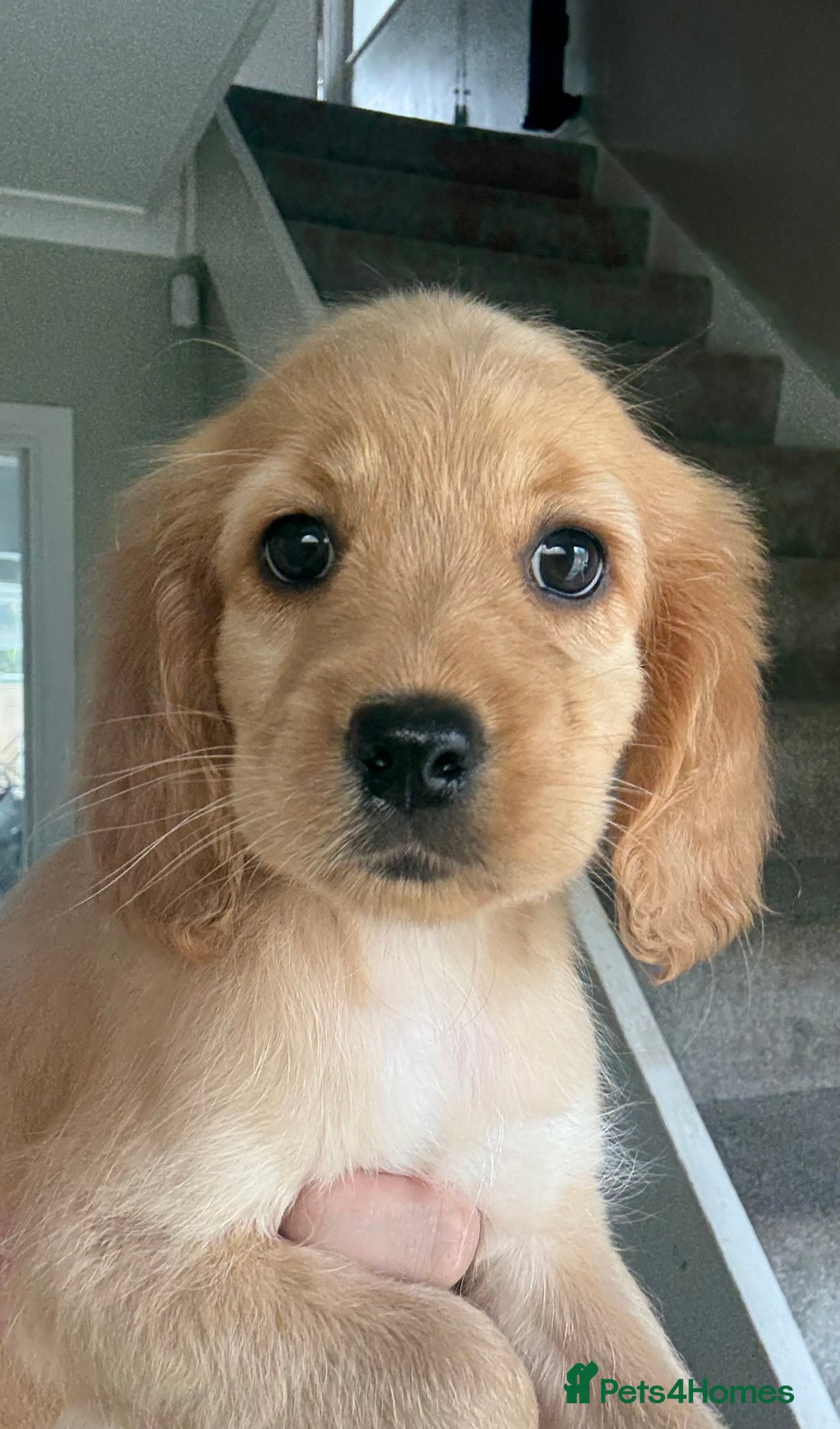 Cockapoo dogs for sale: F2 cockapoo puppies 🐶 ❤️ - Image 11