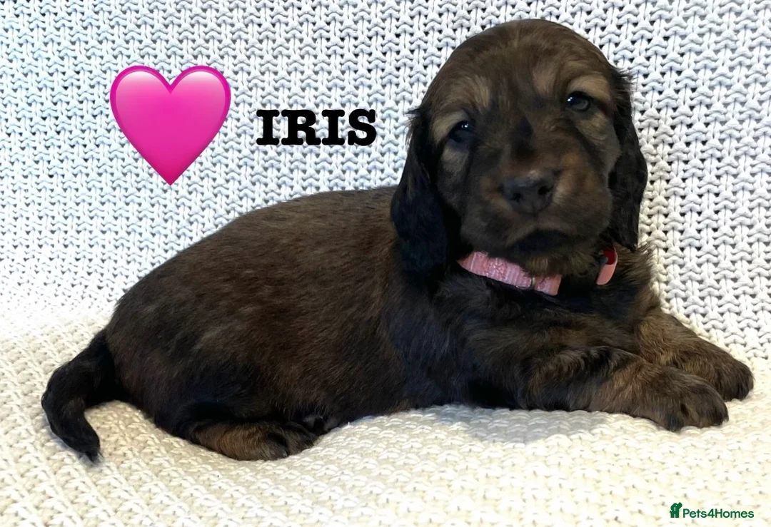 Dachshund dogs for sale: 5 KC Standard Long Hair Dachshunds - Advert 11