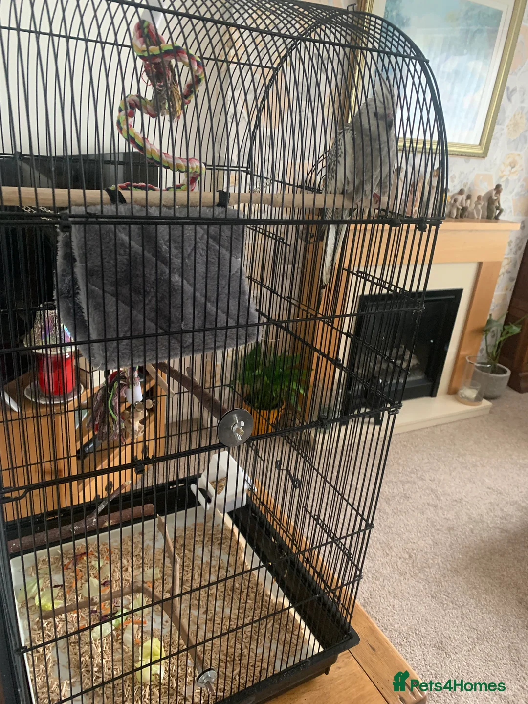 Cockatiels birds for sale: Cockatiel and cage - Advert 3