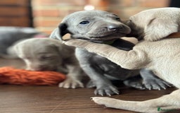 Weimaraner dogs for sale:  KC Reg Weimaraner Pups from Champion Bloodlines ✨ - Image 21