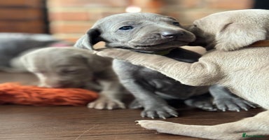Weimaraner dogs - Advert 1