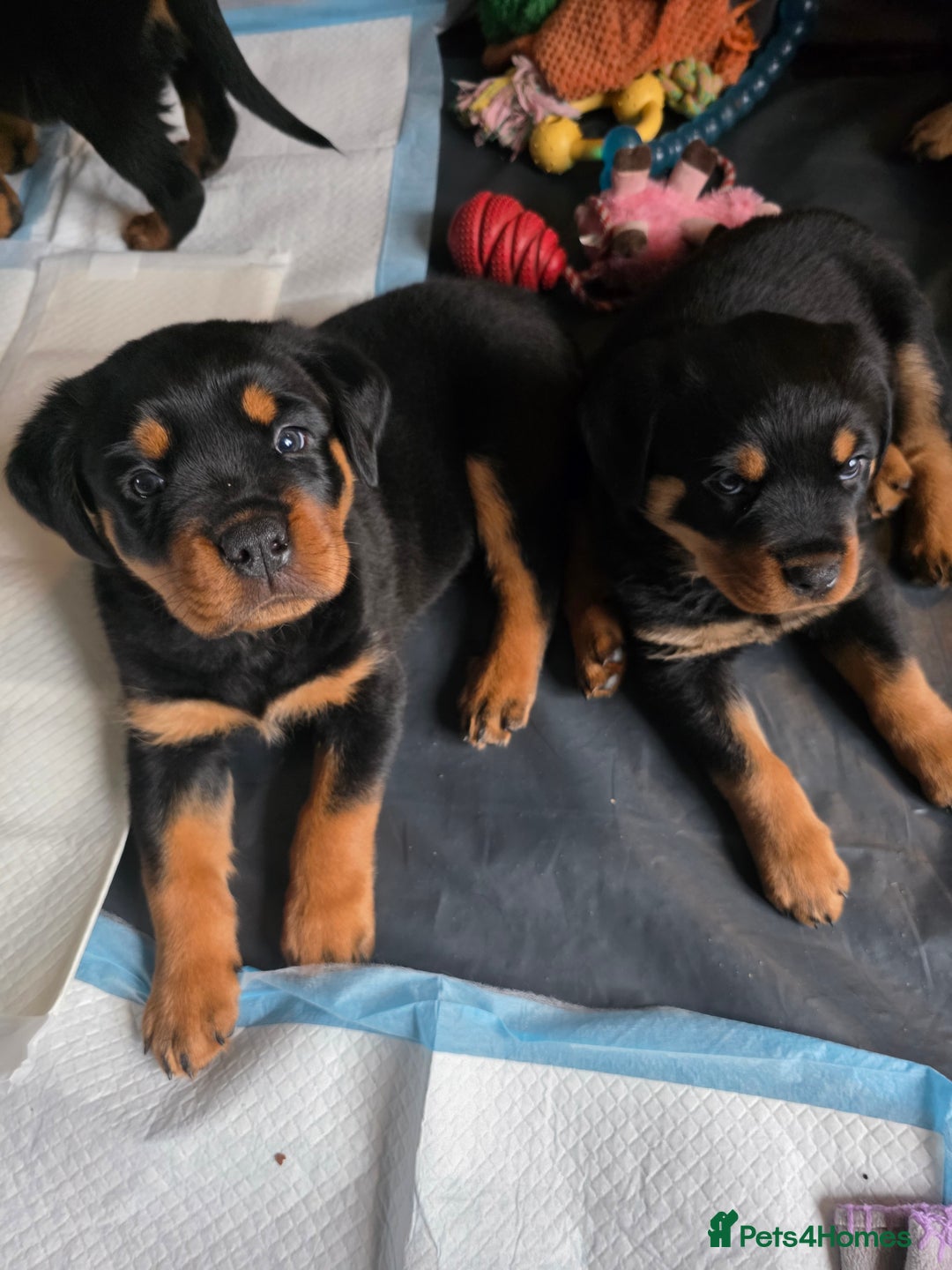 Rottweiler dogs for sale: Chunky Rottweiler puppies for sale  - Advert 9