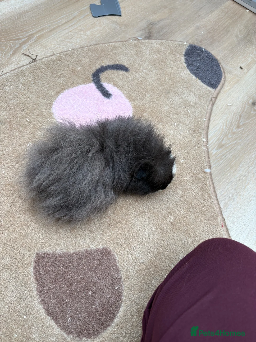 Guinea Pig rodents for sale: Three girl guinea pigs bonded  - Advert 2