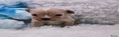 Cavapoo 1
