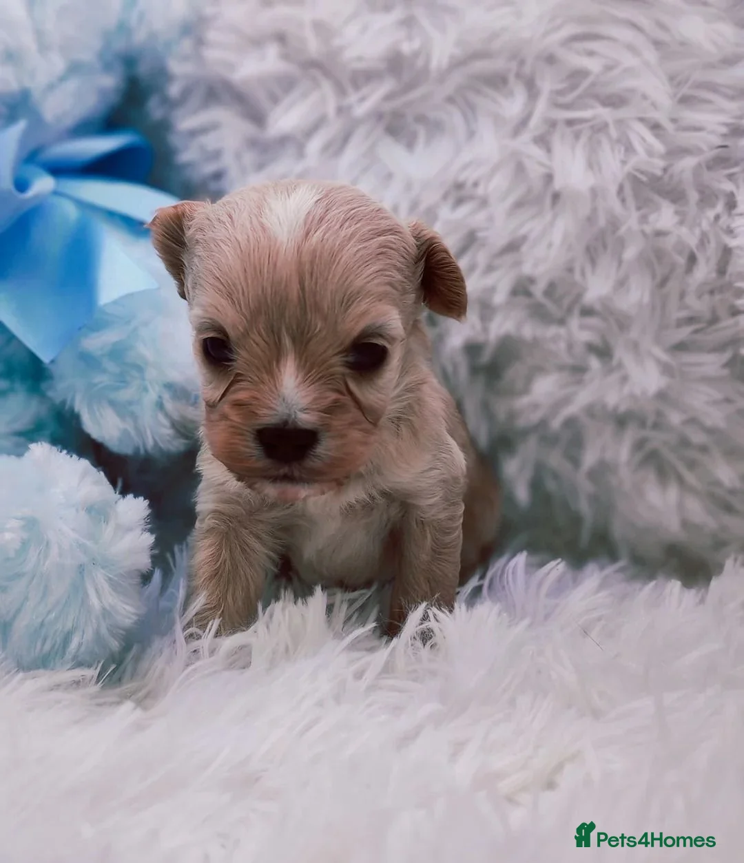 Cavapoo dogs for sale:  Beautiful Cavapoo Pups - Loving Family Companions in London - Advert 2