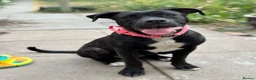 Mixed Breed dogs for sale: Snowflake, Loving Staffy/Bullmastiff Trained Girl - Advert 6