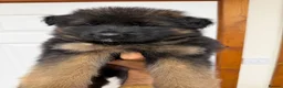 German Shepherd dogs for sale: QUALITY GERMAN SHEPHERD LONG HAIR PUPPIES  - Advert 9