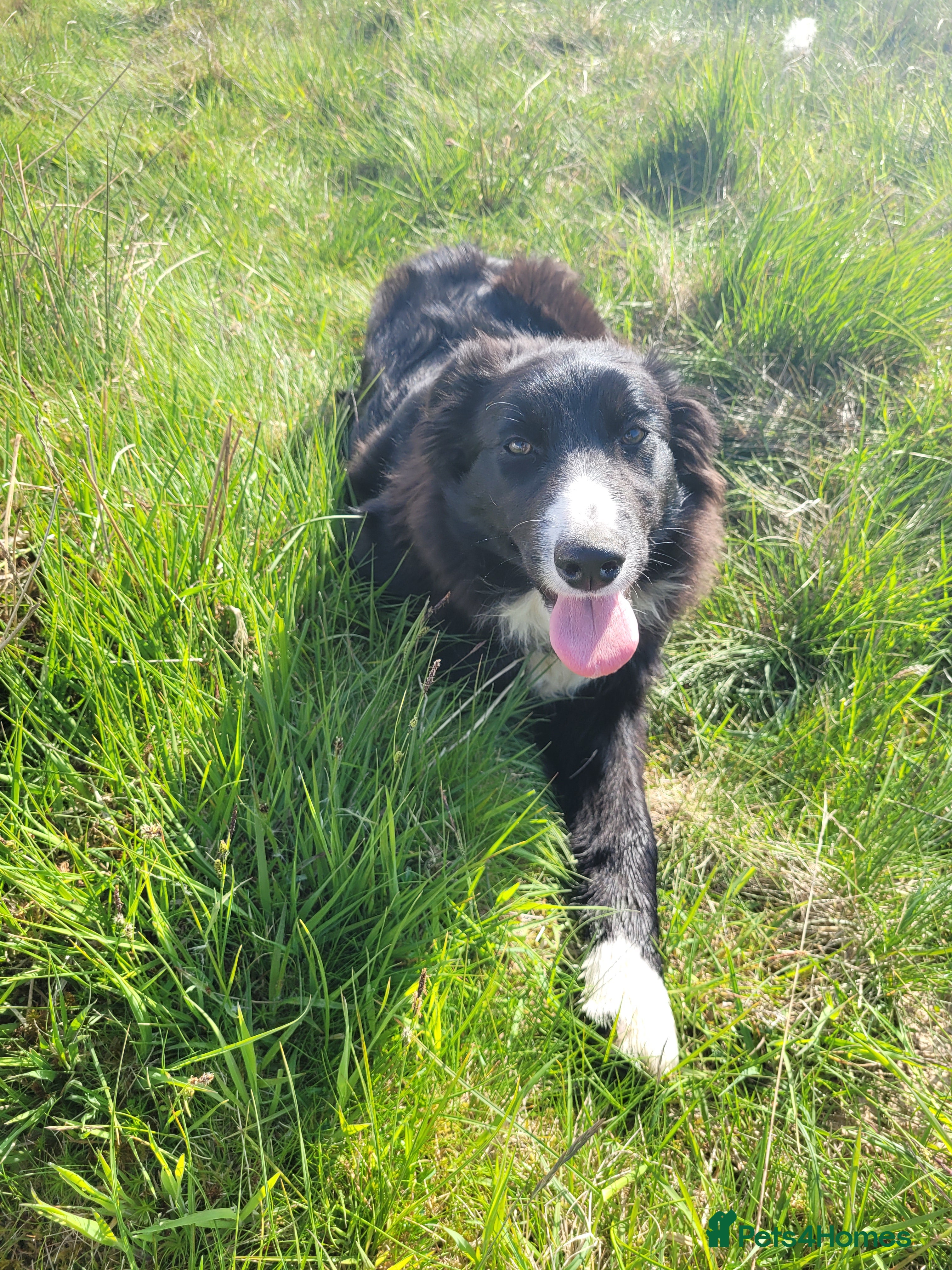 Mixed Breed dogs Collie cross Kelpie Puppies - Advert 5