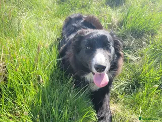 Mixed Breed dogs Collie cross Kelpie Puppies - Advert 2