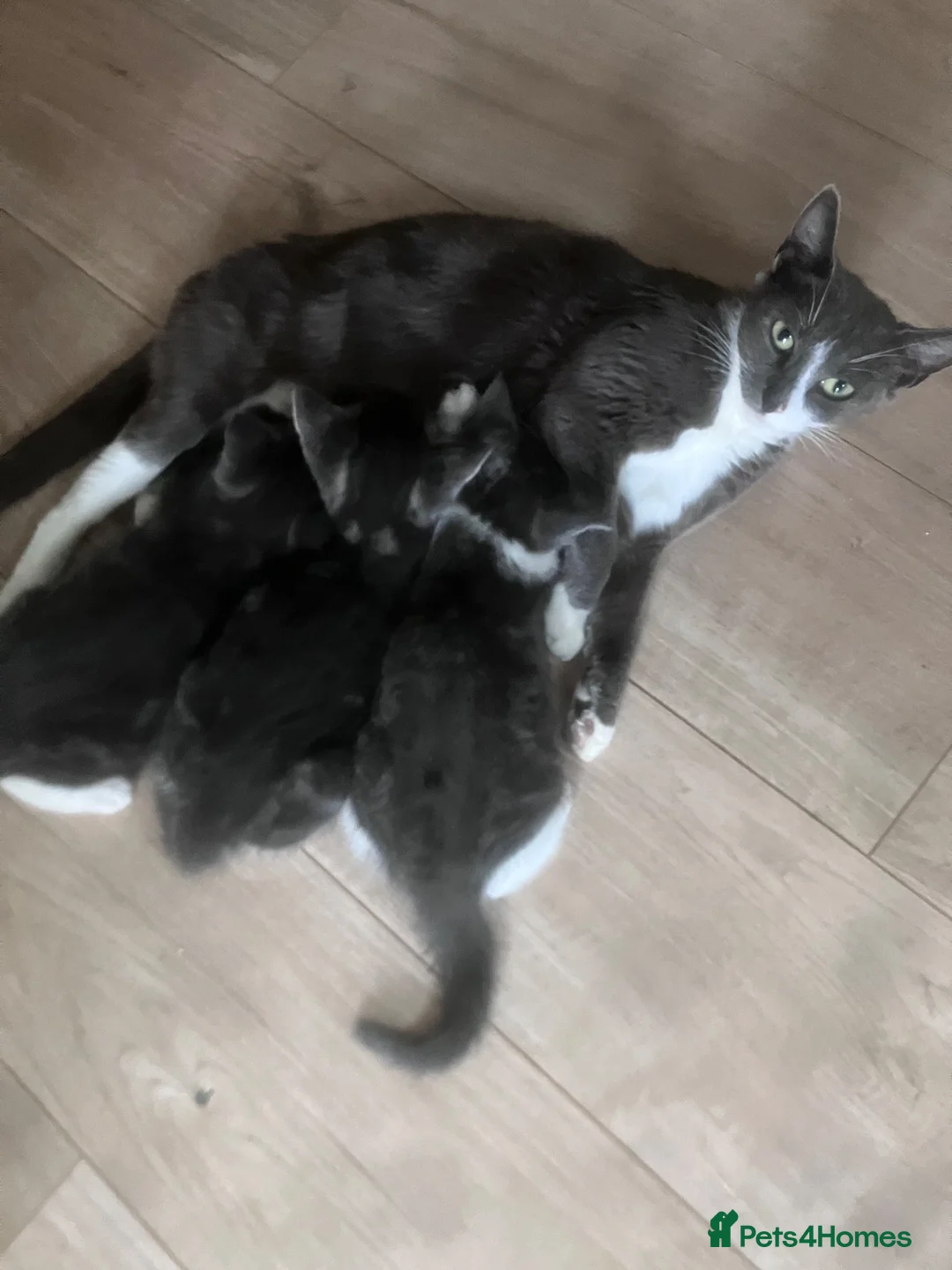Bengal cats for sale: Beautiful Bengal x British Short Hair Kittens  - Advert 1