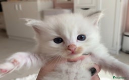 Ragdoll cats for sale: Ragdoll Kittens Male & Female - Image 23