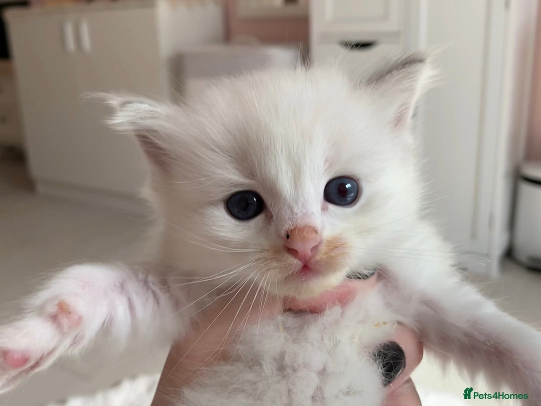 Ragdoll cats for sale: Ragdoll Kittens Male & Female - Image 23
