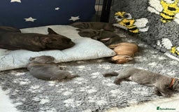 French Bulldog dogs for sale: Adorable French Bulldog 🐶🐾Ready this weekend - Image 19