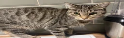 Mixed Breed cats for sale: Beautiful kittens looking for forever home 🐾  - Advert 4