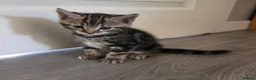 Mixed Breed cats for sale: Mixed Bread Kittens  - Advert 5