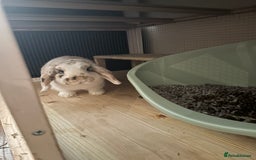 Mini Lop rabbits for sale: Mini lop bunnies  - Image 3