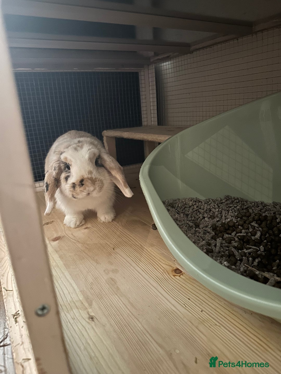 Mini Lop rabbits for sale: Mini lop bunnies  - Image 3