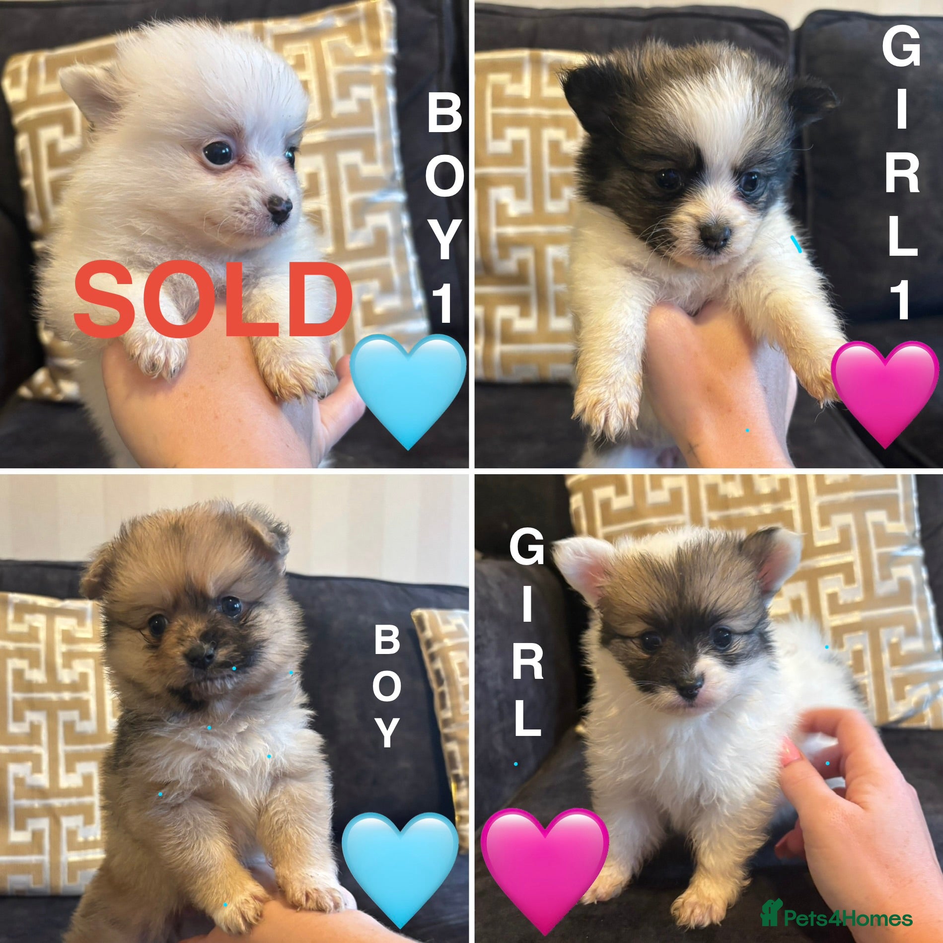 Pomchi dogs OPEN TO OFFERS READY TO LEAVE 16/02/26 - Advert 12