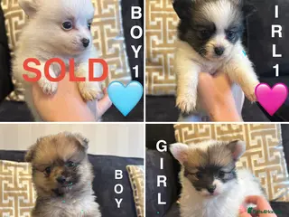 Pomchi dogs OPEN TO OFFERS READY TO LEAVE 16/02/26 - Advert 12