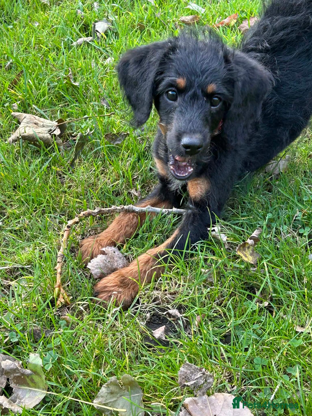 Labradoodle dogs for sale: F1B labradoodle  - Advert 6