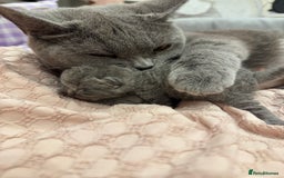 British Shorthair cats for sale: Beautiful BSH Boy for sale - Image 6