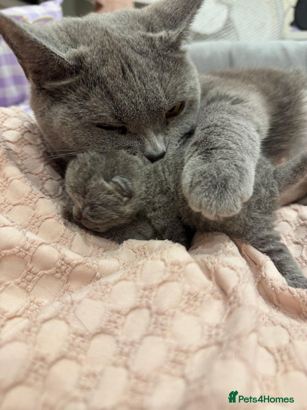 British Shorthair cats for sale: Beautiful BSH Boy for sale - Image 6