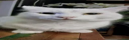 Ragdoll cats for sale: Tortie Ragdoll and Ragdoll x Turkish Angora  - Advert 13