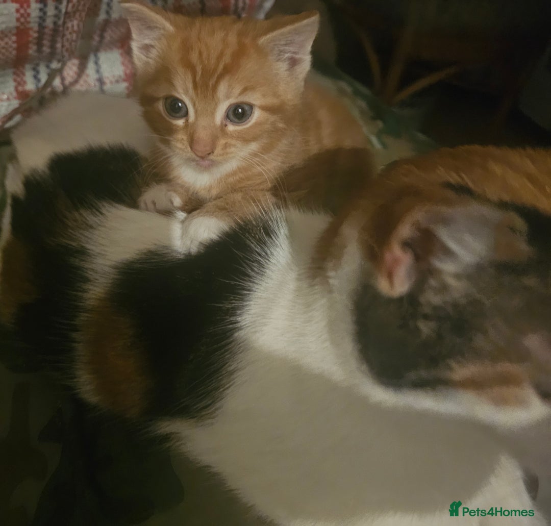 Munchkin cats for sale: Cute little munchin kitten rady to go - Advert 7