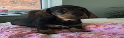 Miniature Dachshund dogs for sale: SOMETHING A LITTLE DIFFERENT..MINI DACHSHUNDS  - Advert 3