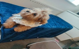 Maltipoo dogs for sale: Maltipoo puppys looking for loving home - Image 21