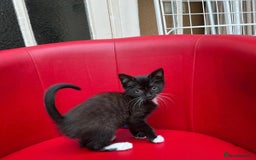 Mixed Breed cats for sale: Tuxy & Stripy - two gorgeous boys for sale - Image 5