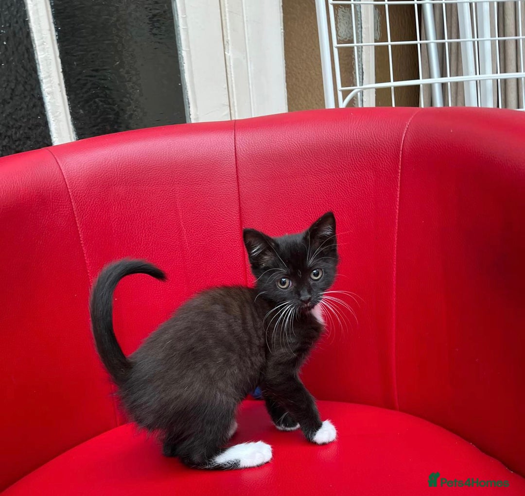 Mixed Breed cats for sale: Tuxy & Stripy - two gorgeous boys for sale - Image 5