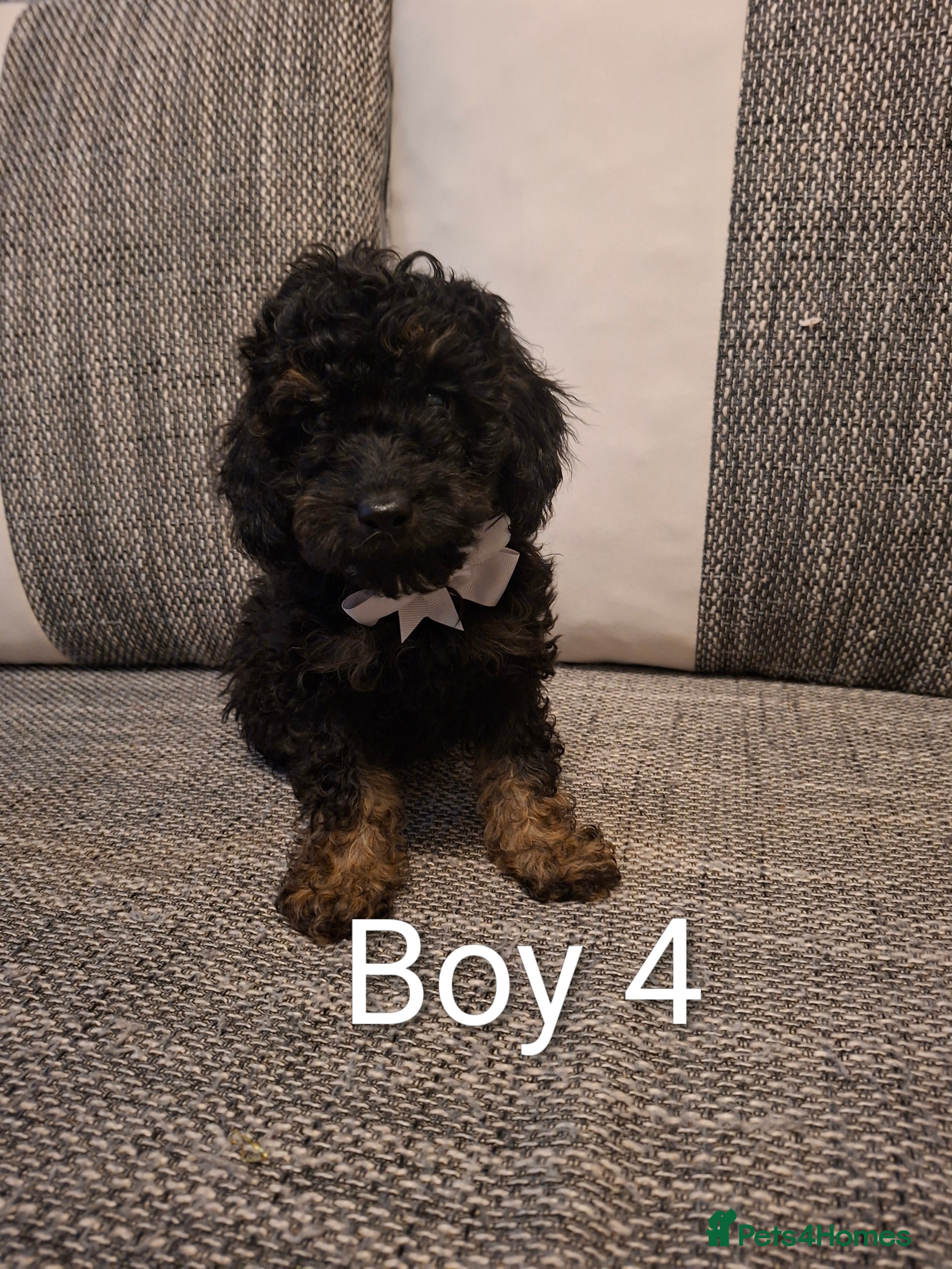 Cavapoo dogs Beautiful f1b Cavapoo puppies  - Advert 3