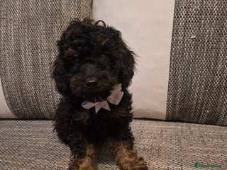 Cavapoo dogs Beautiful f1b Cavapoo puppies - Advert 9