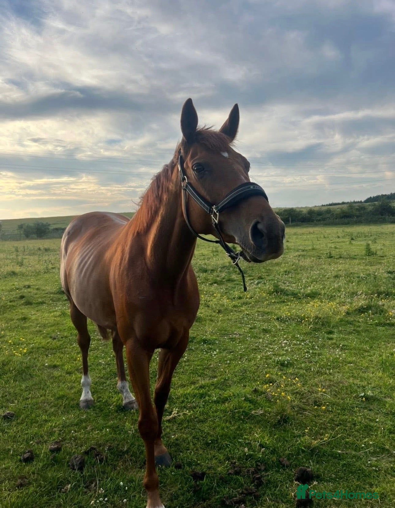 Irish Thoroughbred horses 15.3h 6yo Chestnut Thoroughbred Gelding – ROR - Advert 1
