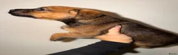 Border Terrier dogs for sale: Border pups  - Advert 7